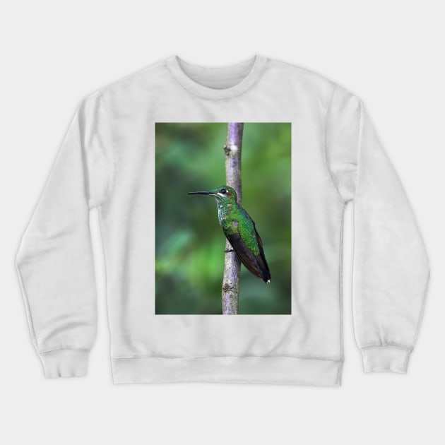 Green-Crowned Brilliant Hummingbird - Costa Rica Crewneck Sweatshirt by Jim Cumming